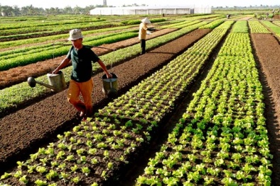 Cả người bán và người mua đều không biết rau nào an toàn